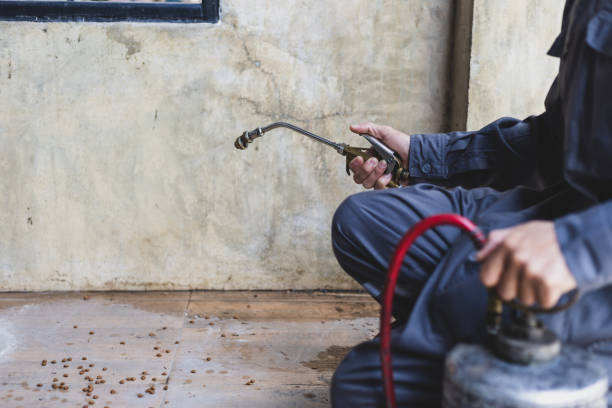Best Termite Control Services  in Downers Grove, IL